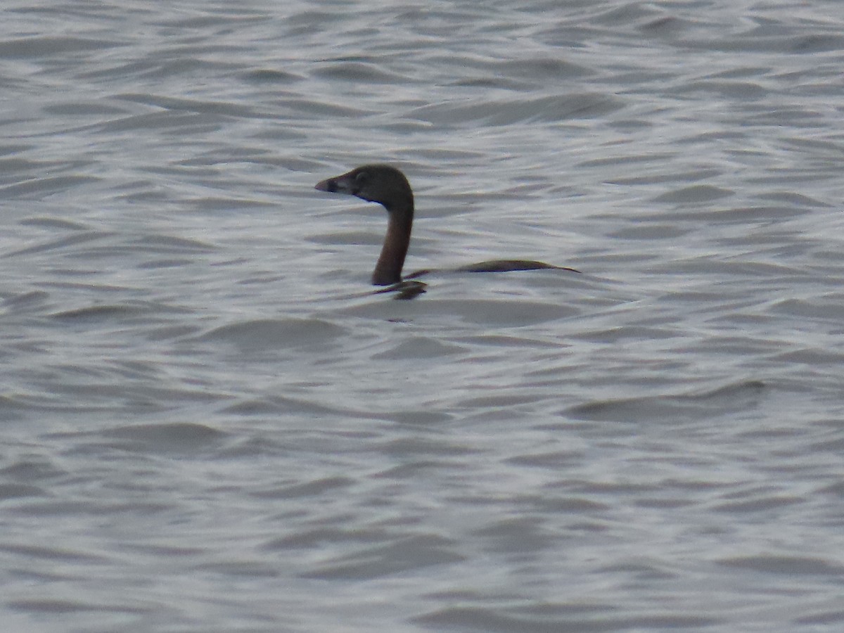 Pied-billed Grebe - ML622168348