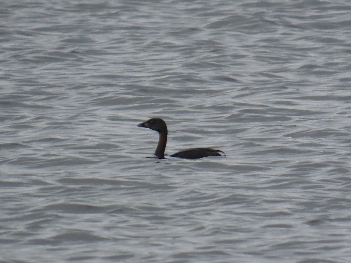 Pied-billed Grebe - ML622168349