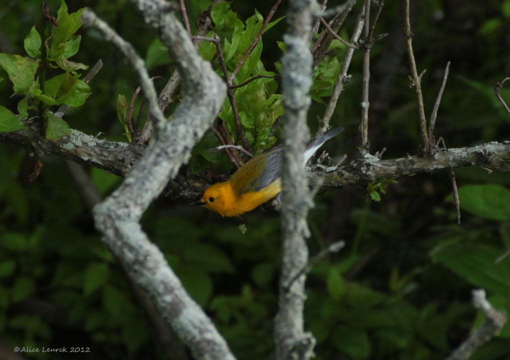 Paruline orangée - ML62216841
