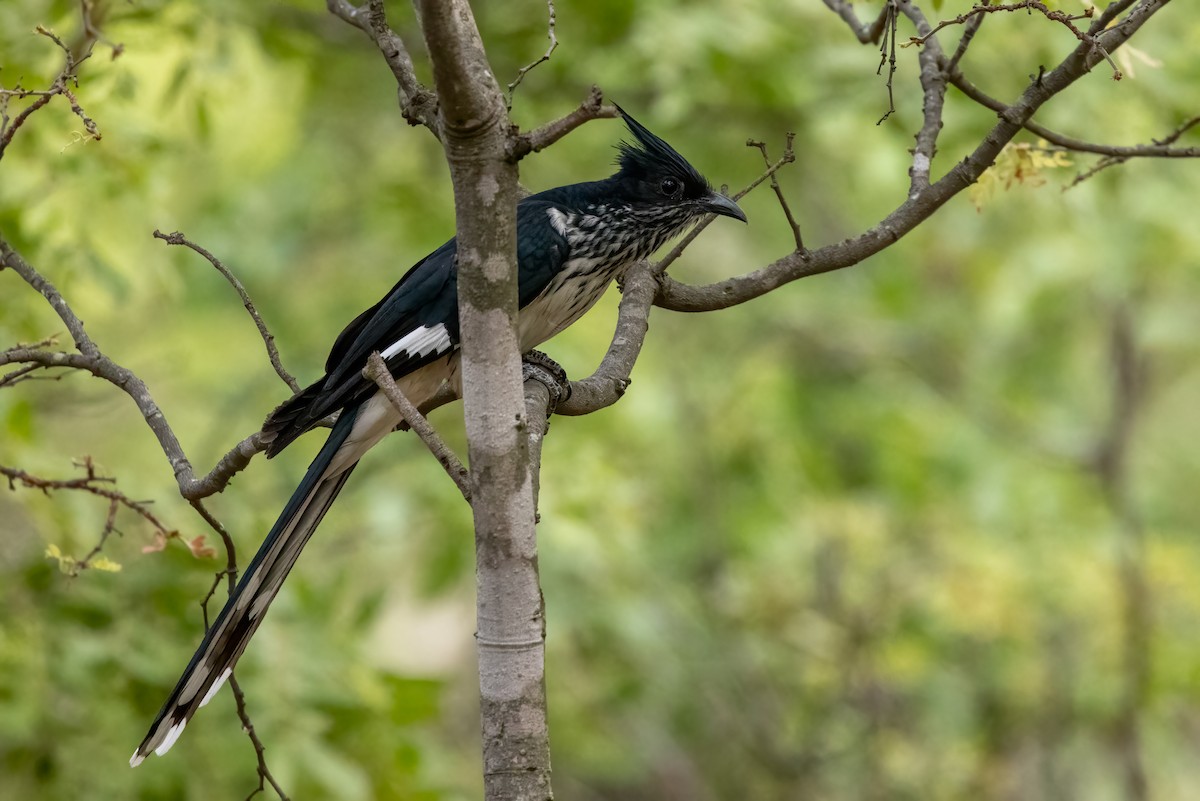 Levaillant's Cuckoo - ML622168456