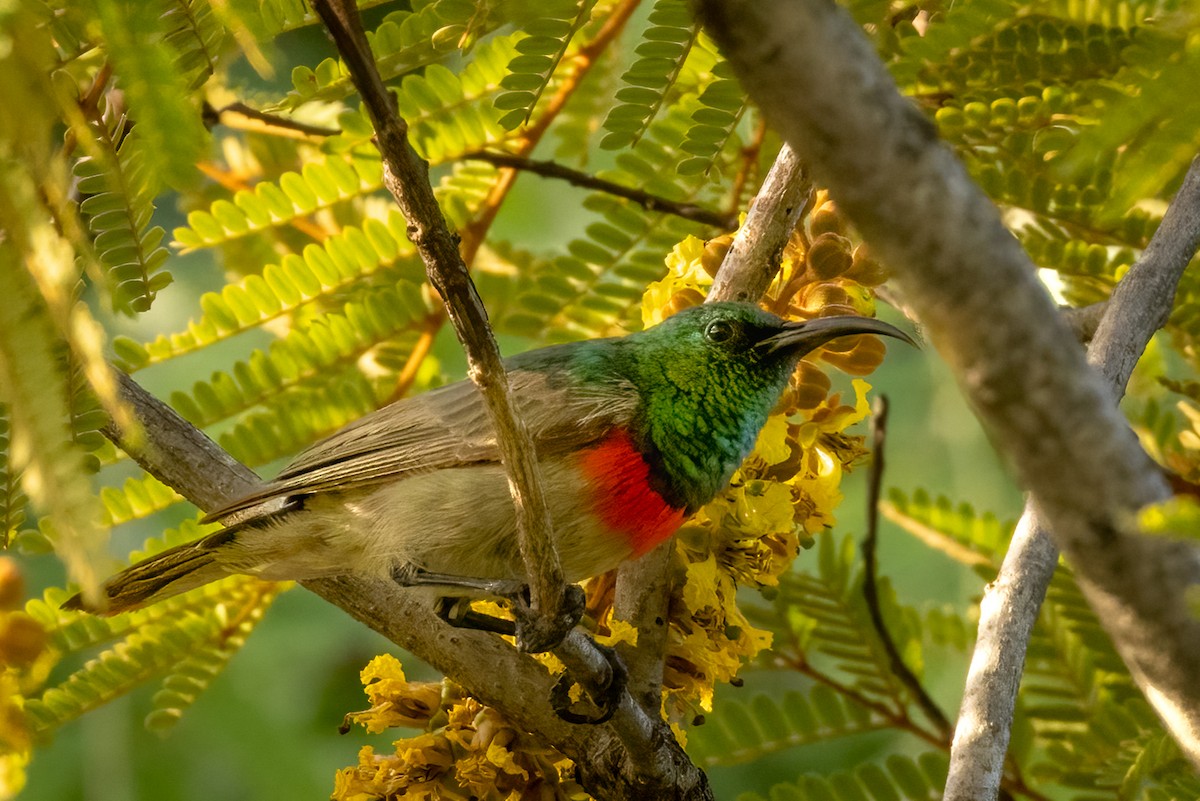 Eastern Miombo Sunbird - ML622168554