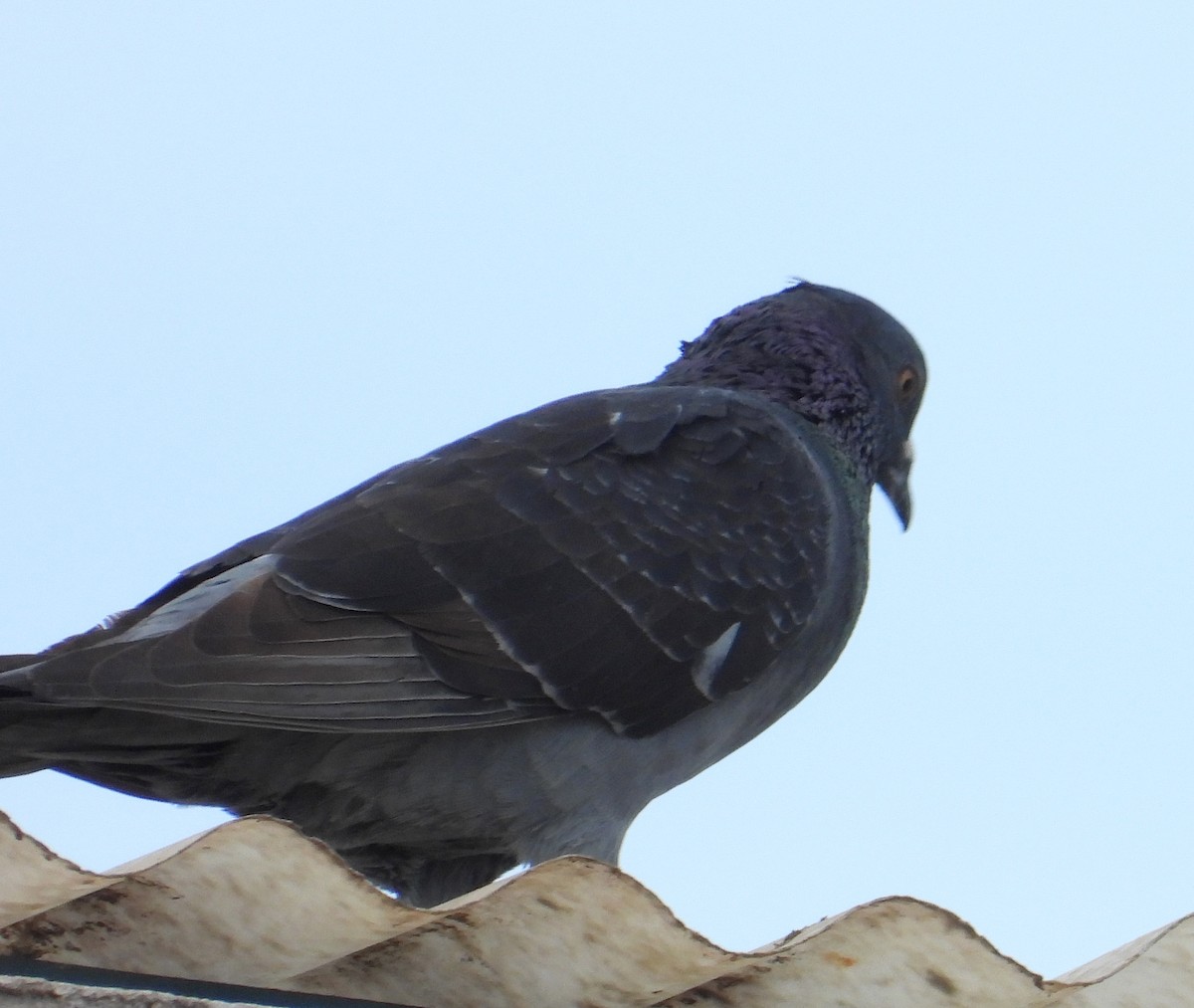 Rock Pigeon (Feral Pigeon) - Edgardo Oscar Pic