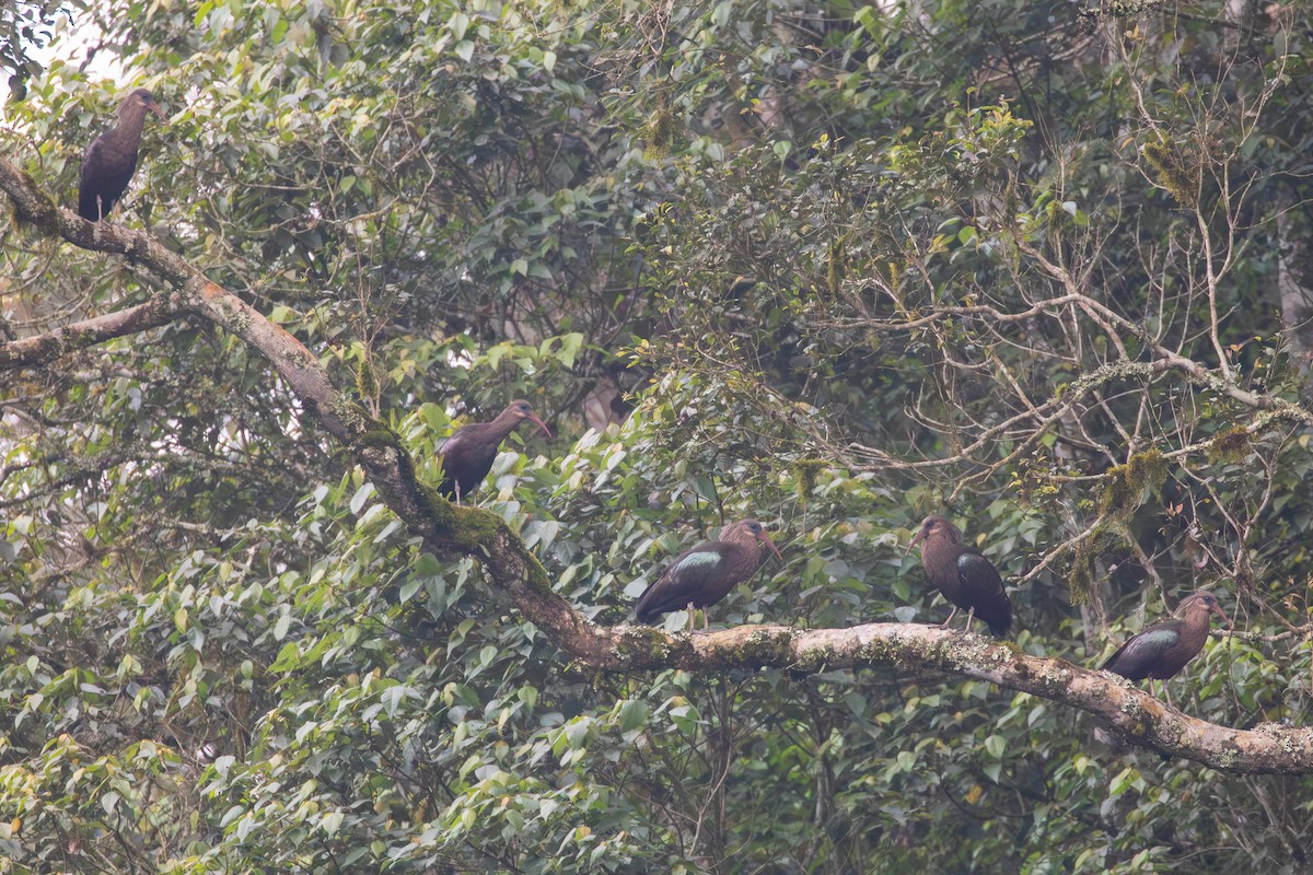 ibis olivový - ML622168616