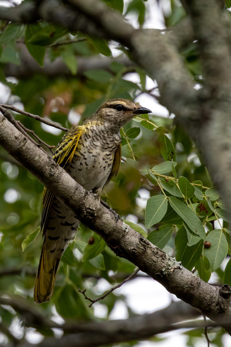 Black Cuckooshrike - ML622168632