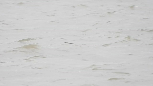 インドヒメクロアジサシ - ML622168707