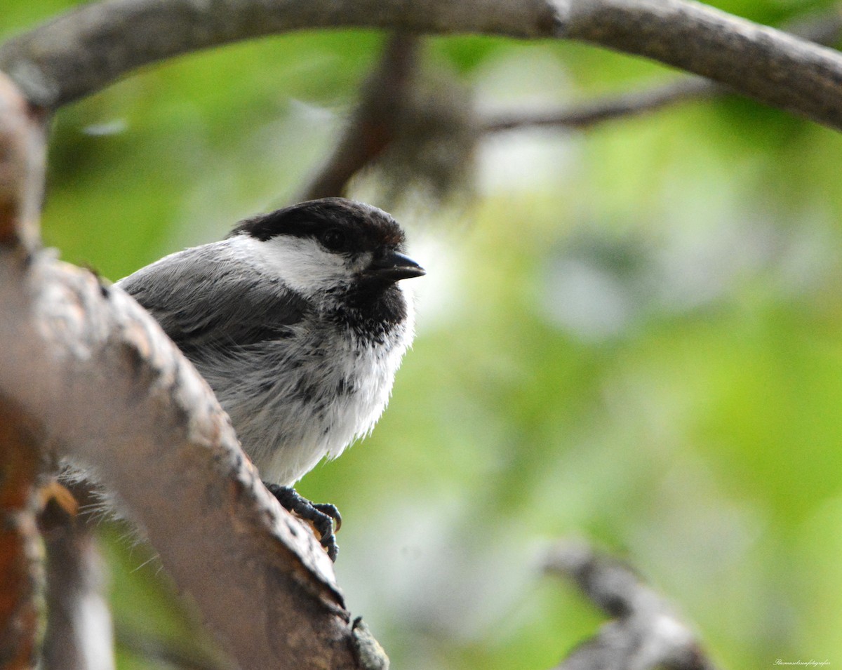 Willow Tit (Willow) - ML622168733