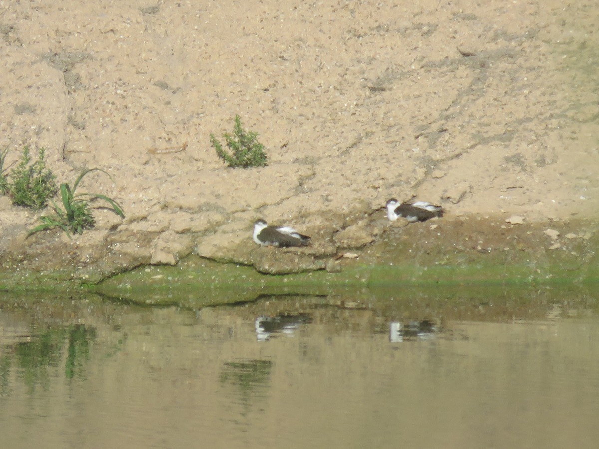 Black-necked Stilt - ML622168768