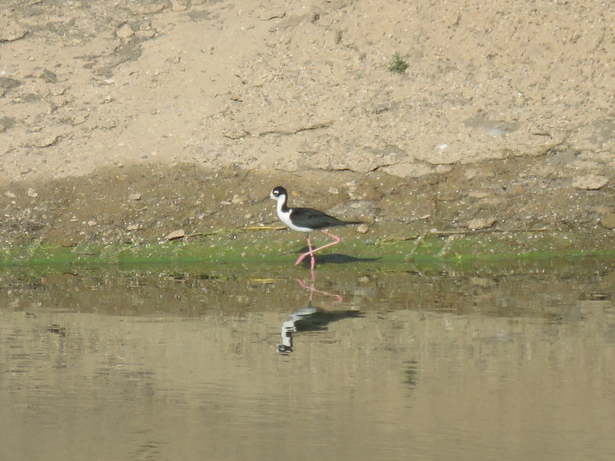 Black-necked Stilt - ML622168769