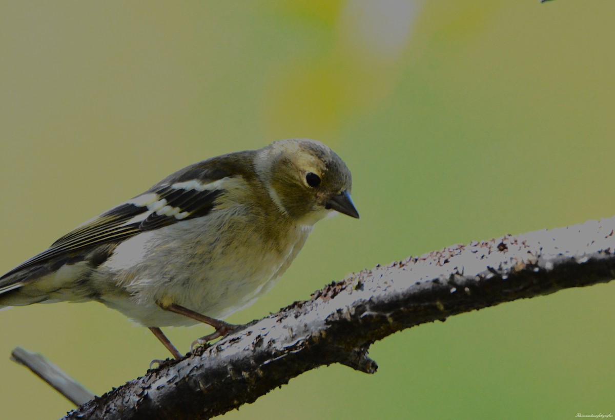 Common Chaffinch - Rasmus Olsson