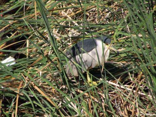 Black-crowned Night Heron - Douglas Brown