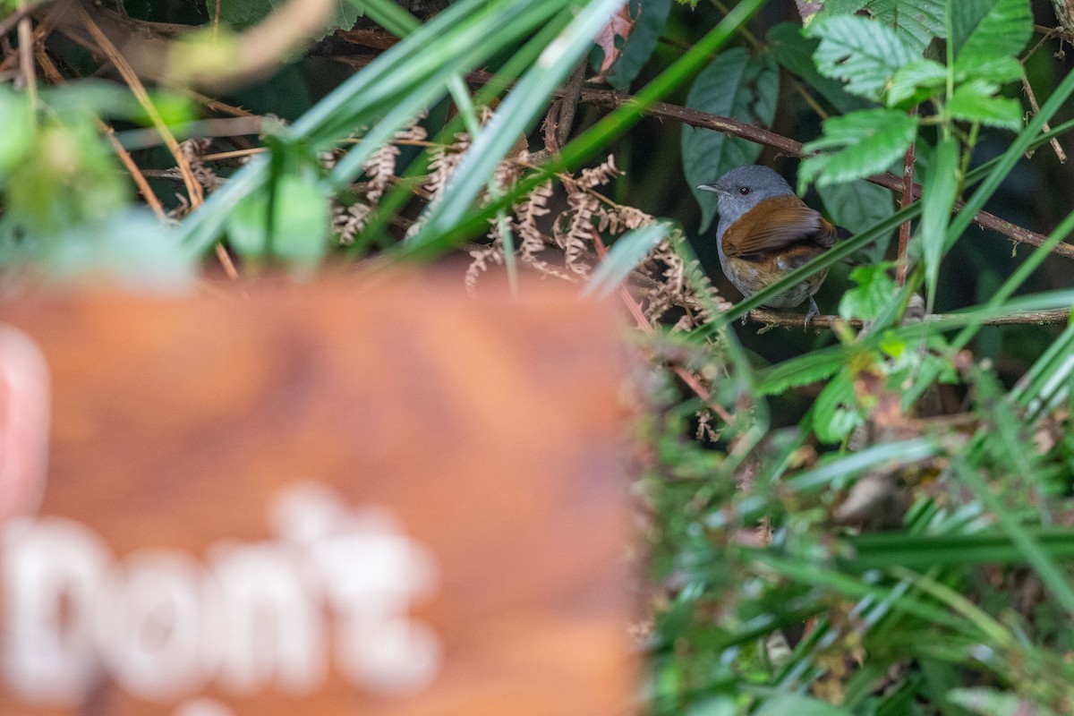 African Hill Babbler - ML622168832