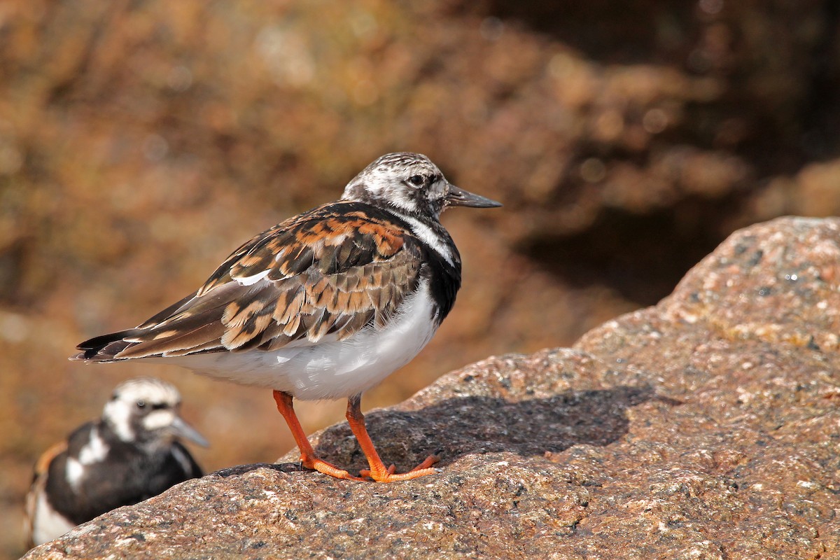 Ruddy Turnstone - ML622168892