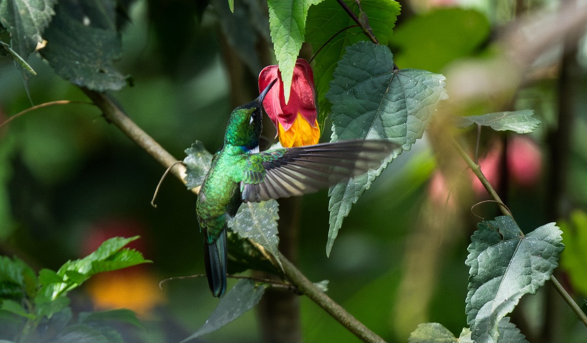 White-throated Daggerbill - Travis Vance