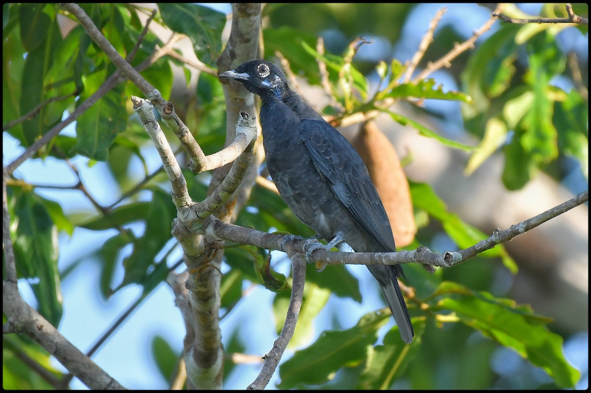 Bare-necked Fruitcrow - Beto Guido Méndez