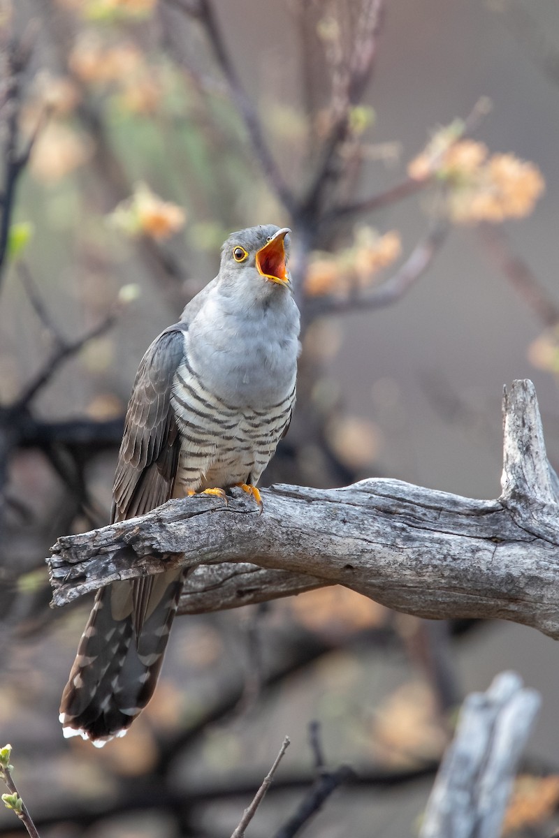 Madagascar Cuckoo - ML622169064