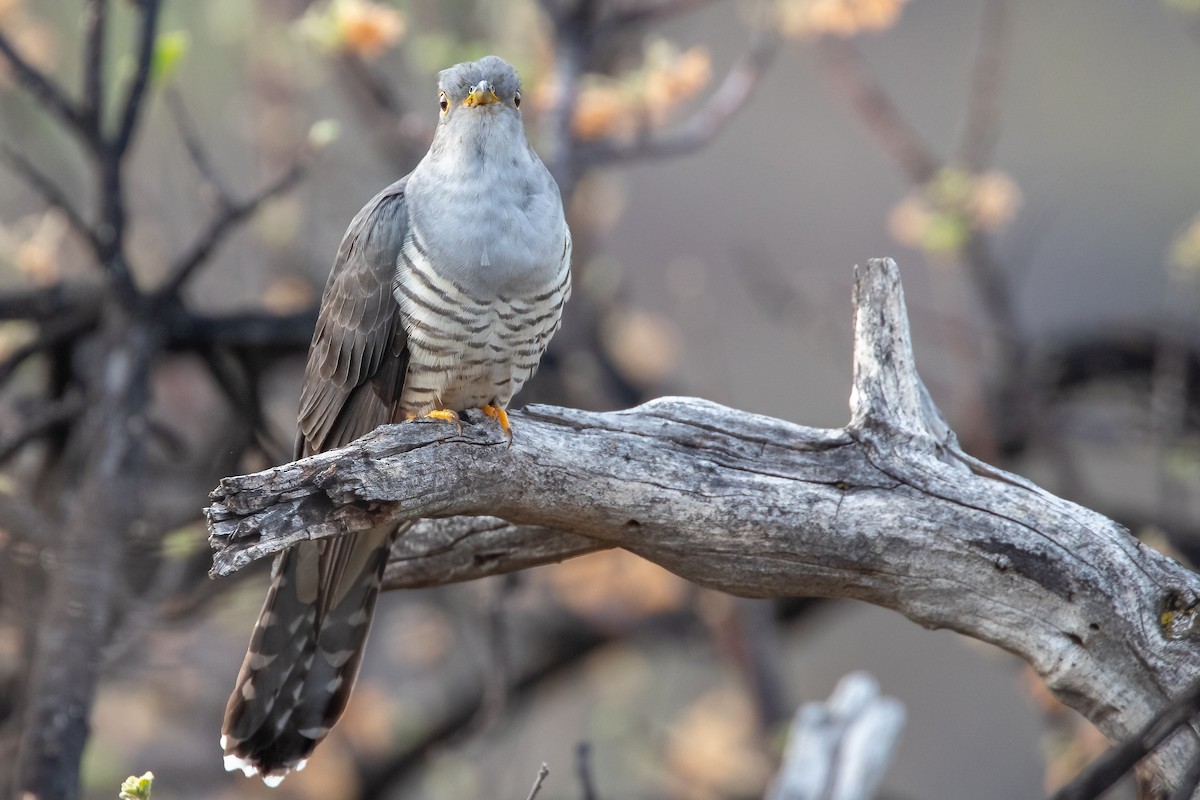 Madagascar Cuckoo - ML622169065