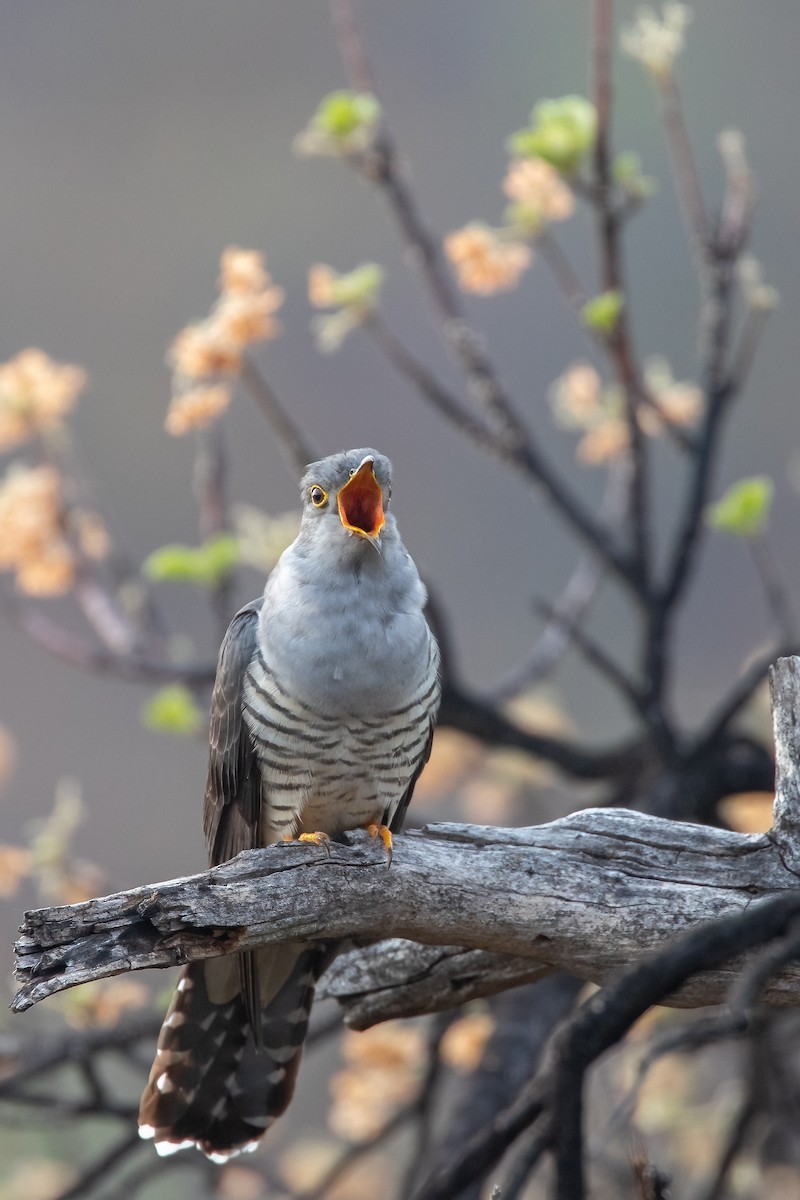 Madagascar Cuckoo - ML622169066