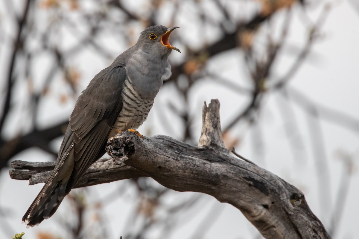 Madagascar Cuckoo - ML622169067