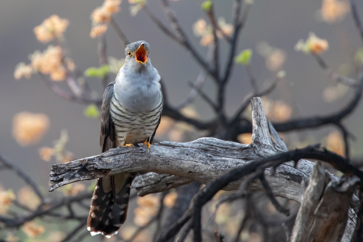 Madagascar Cuckoo - ML622169068