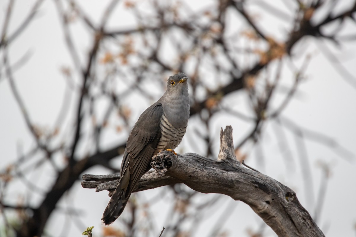 Madagascar Cuckoo - ML622169069