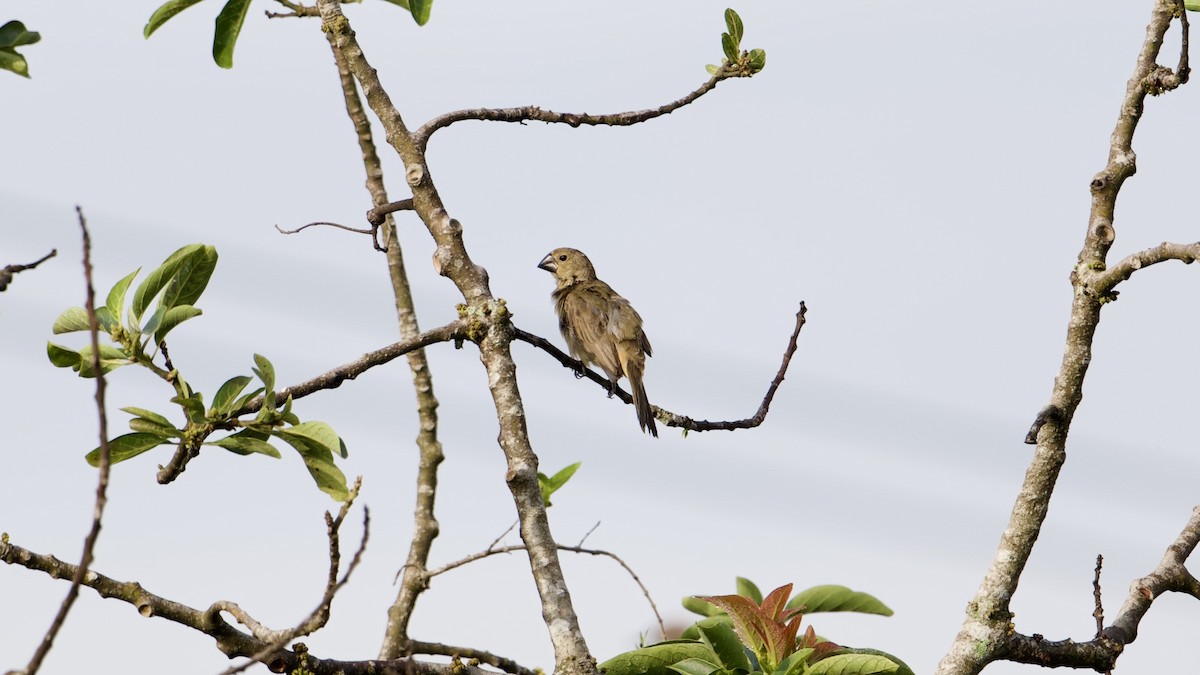 Large-billed Seed-Finch - ML622169095