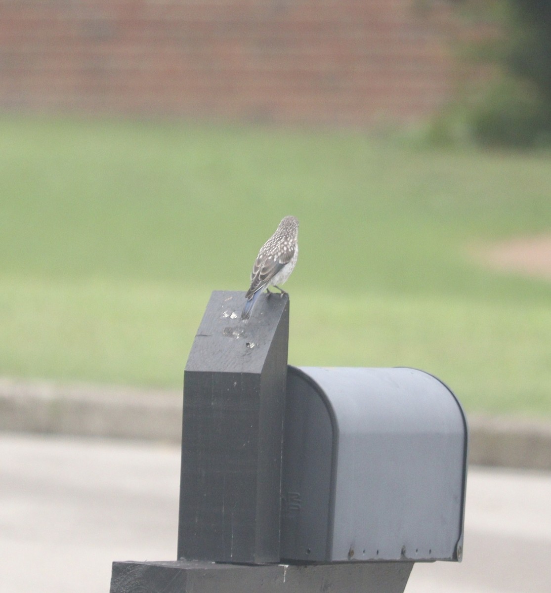 Eastern Bluebird - ML622169106