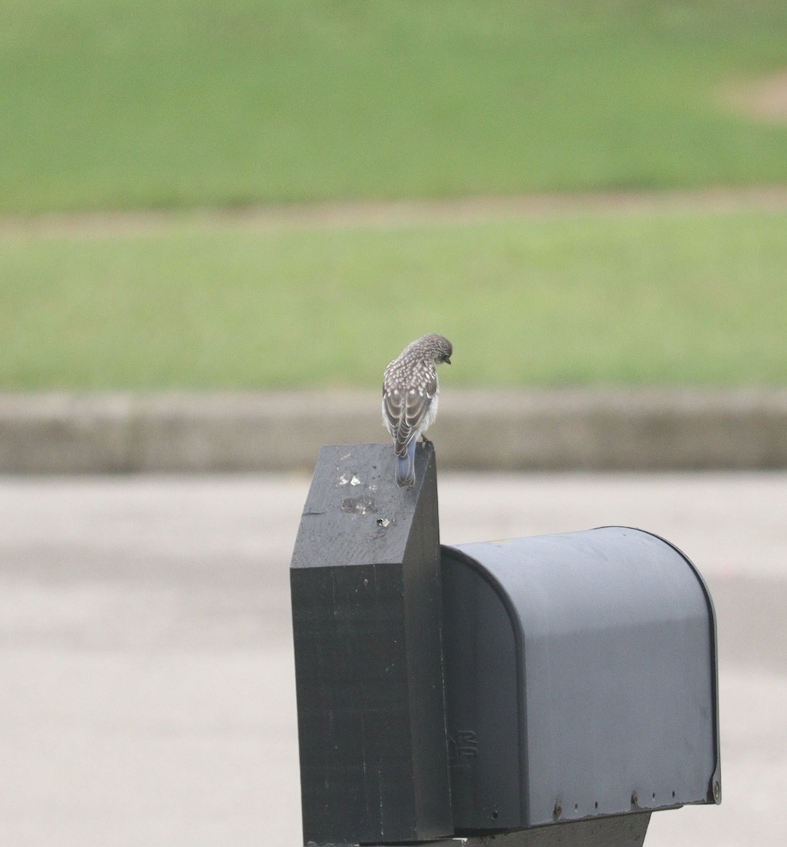 Eastern Bluebird - ML622169107
