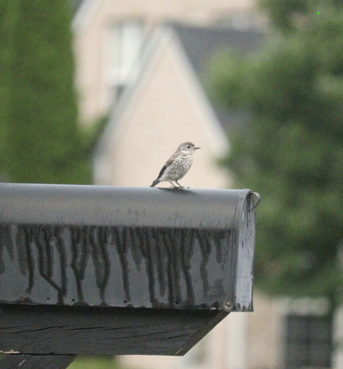 Eastern Bluebird - ML622169108