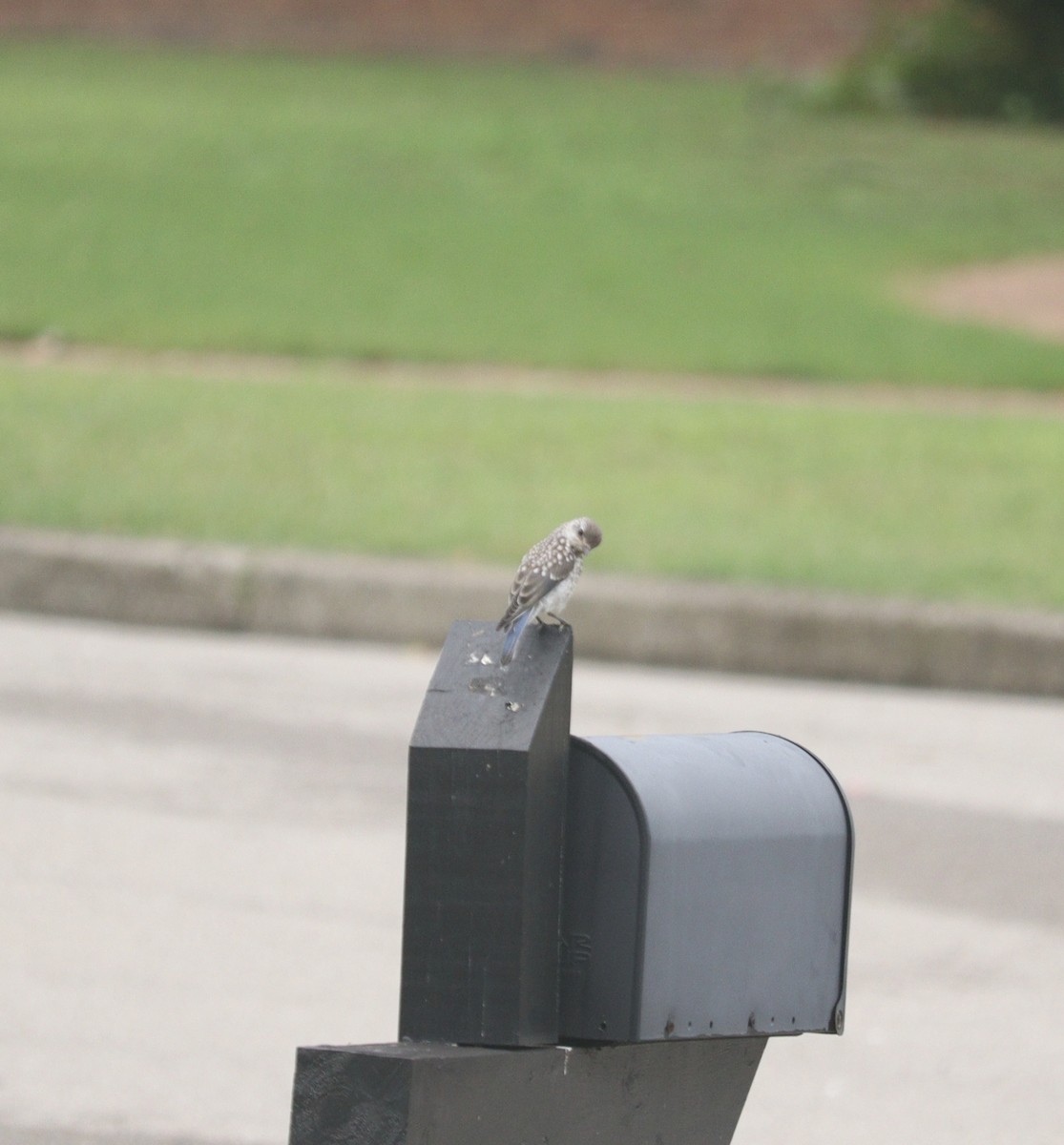 Eastern Bluebird - ML622169109