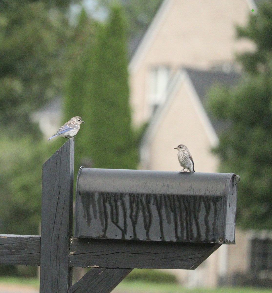 Eastern Bluebird - ML622169110