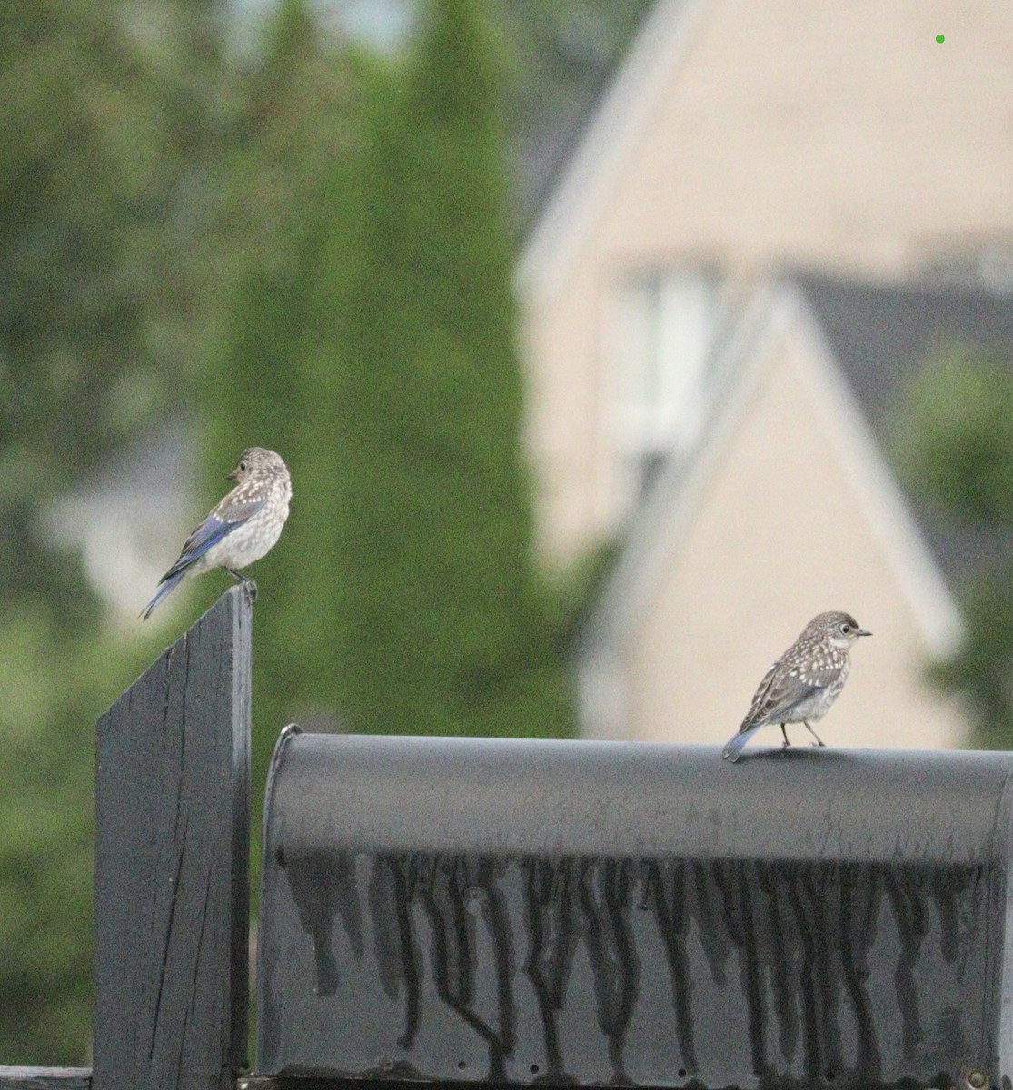 Eastern Bluebird - ML622169111