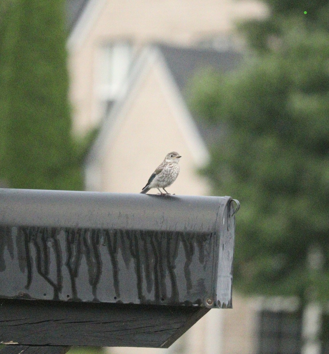 Eastern Bluebird - ML622169113