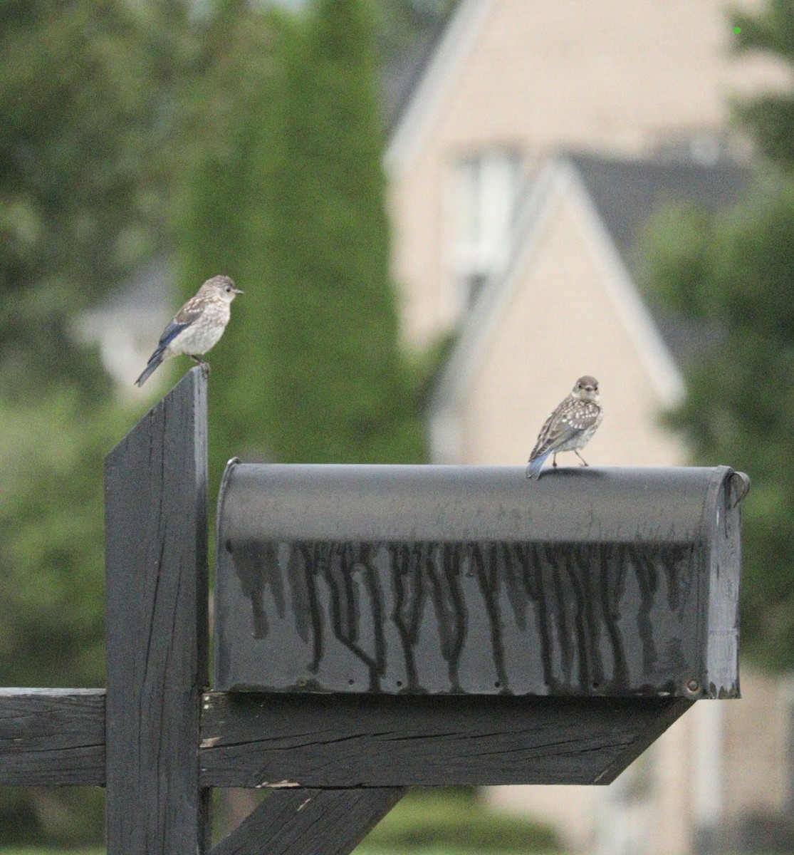 Eastern Bluebird - ML622169114