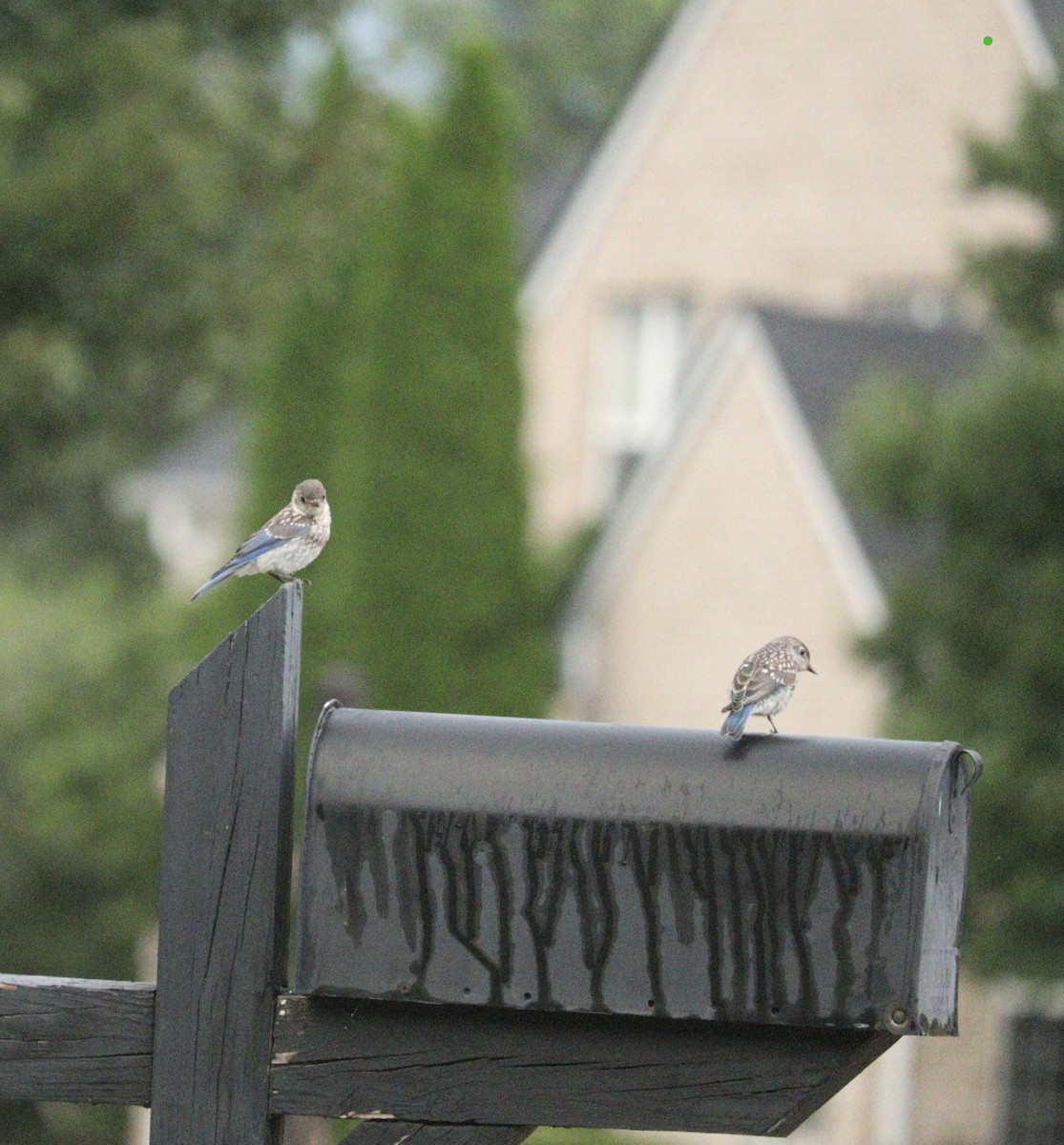 Eastern Bluebird - ML622169117
