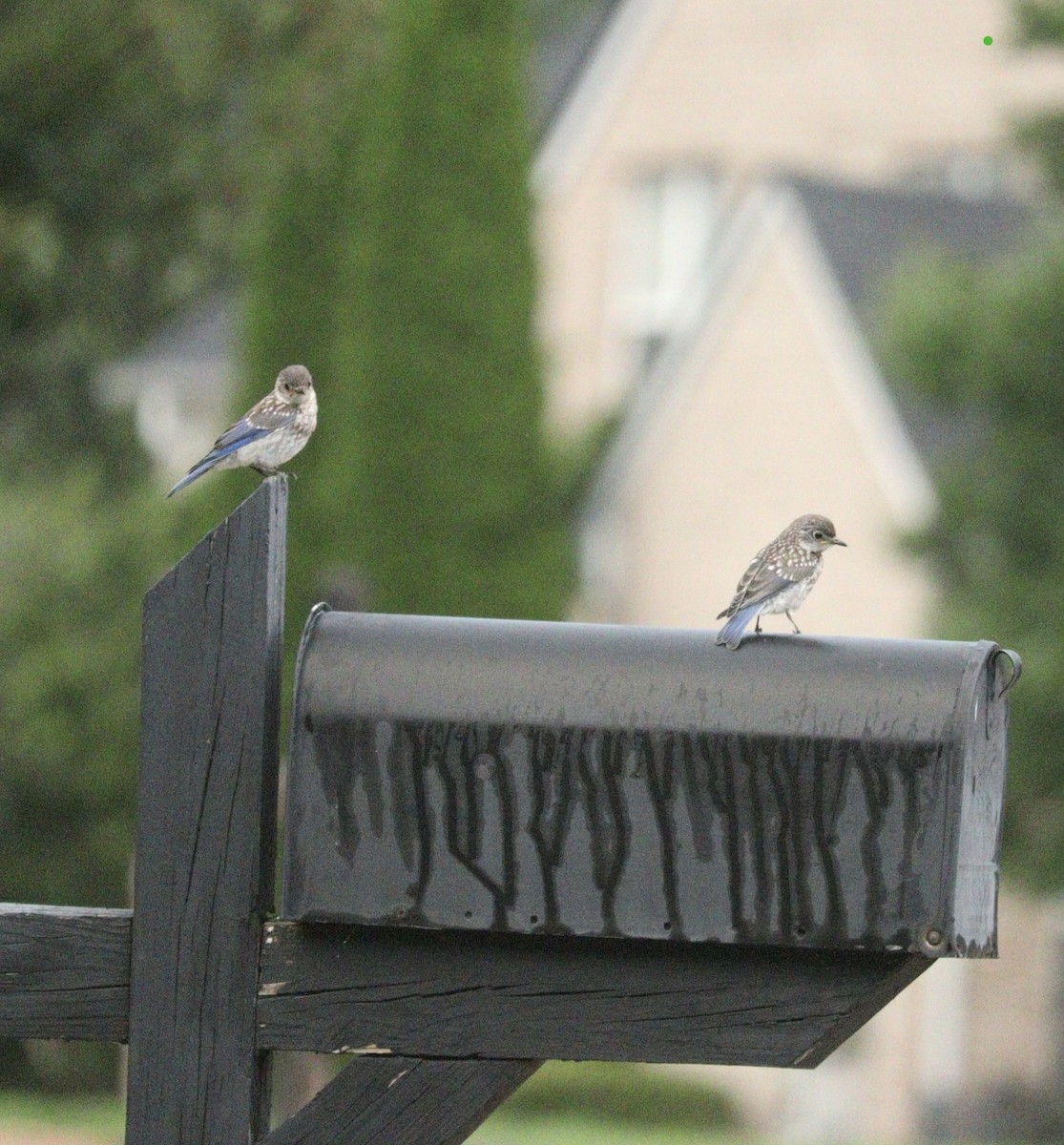 Eastern Bluebird - ML622169118