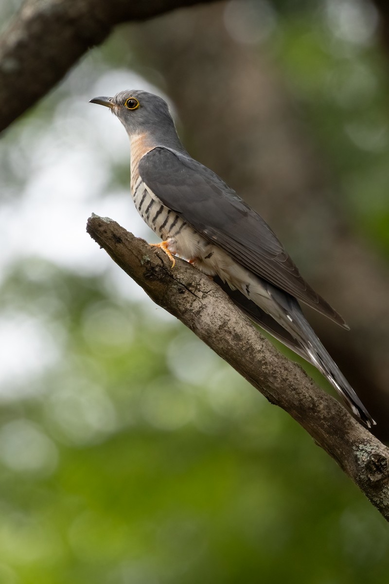 Red-chested Cuckoo - ML622169158