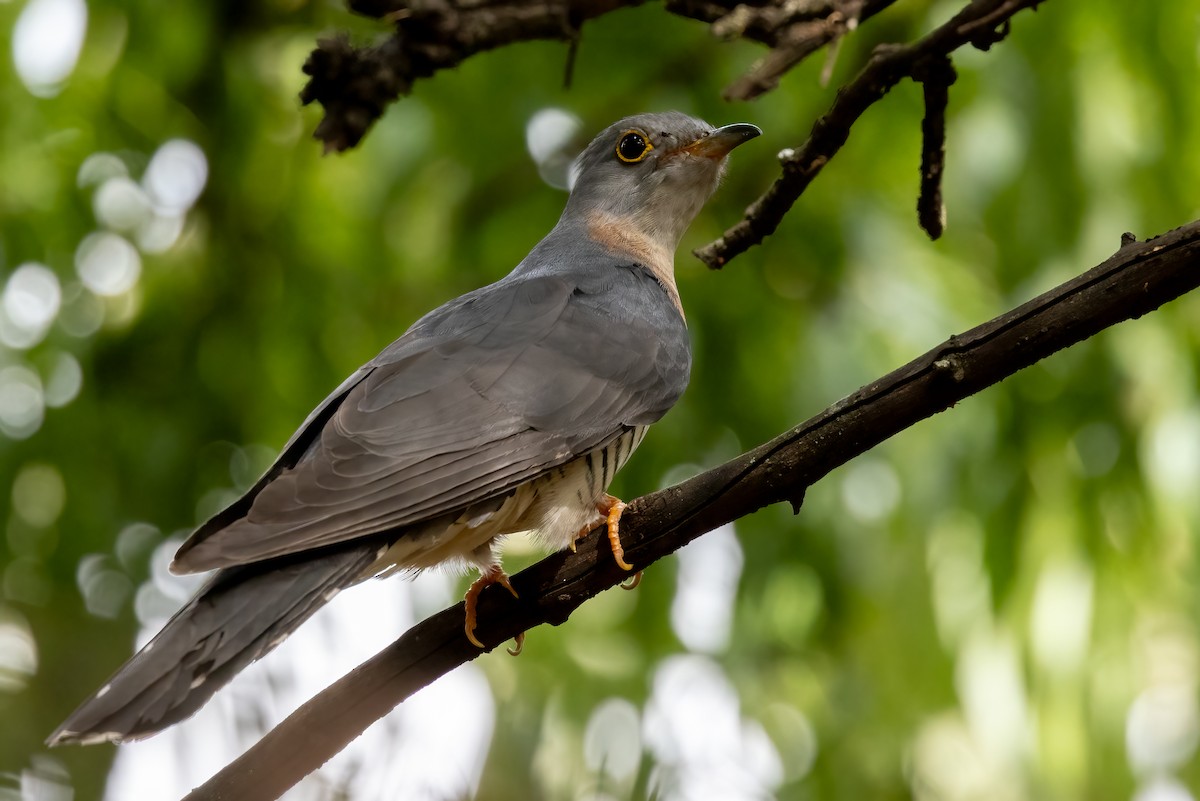 Red-chested Cuckoo - ML622169159