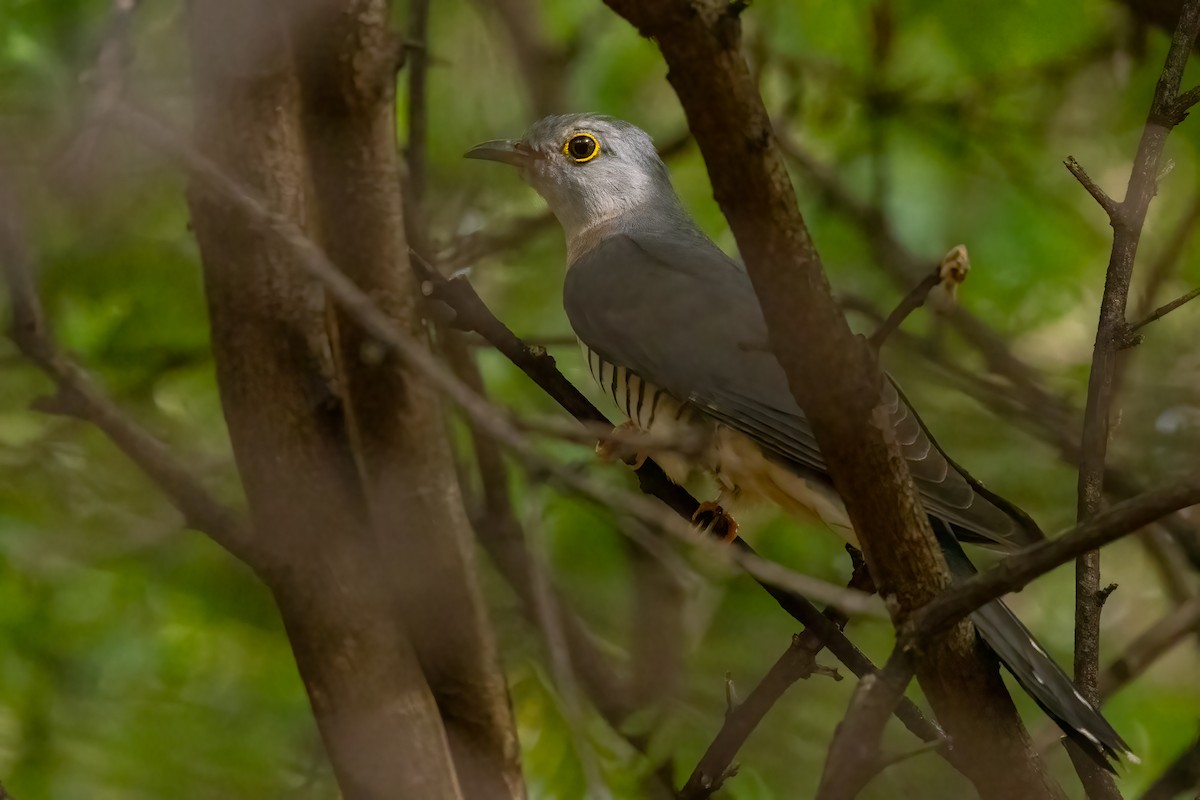 Red-chested Cuckoo - ML622169160