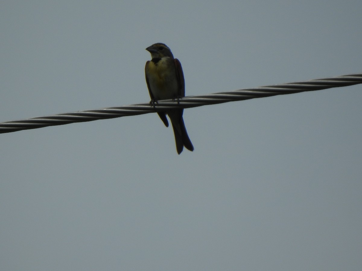 Dickcissel - ML622169167