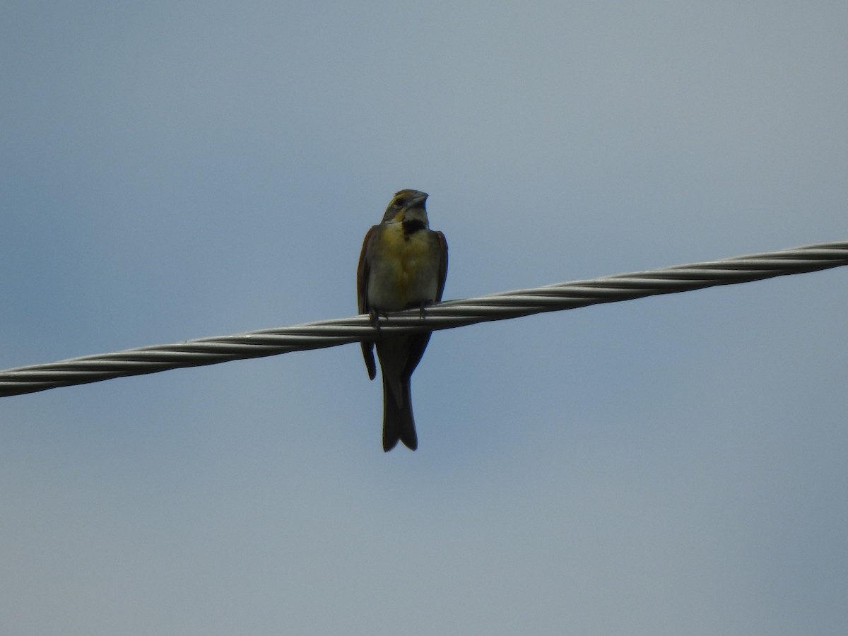 Dickcissel d'Amérique - ML622169168