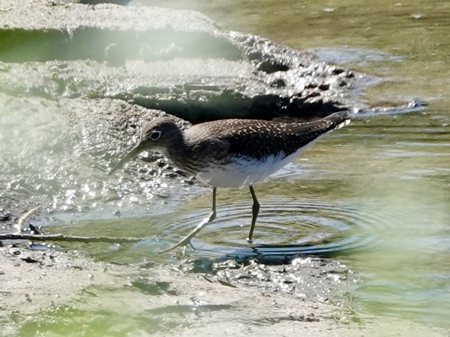 Solitary Sandpiper - ML622169170