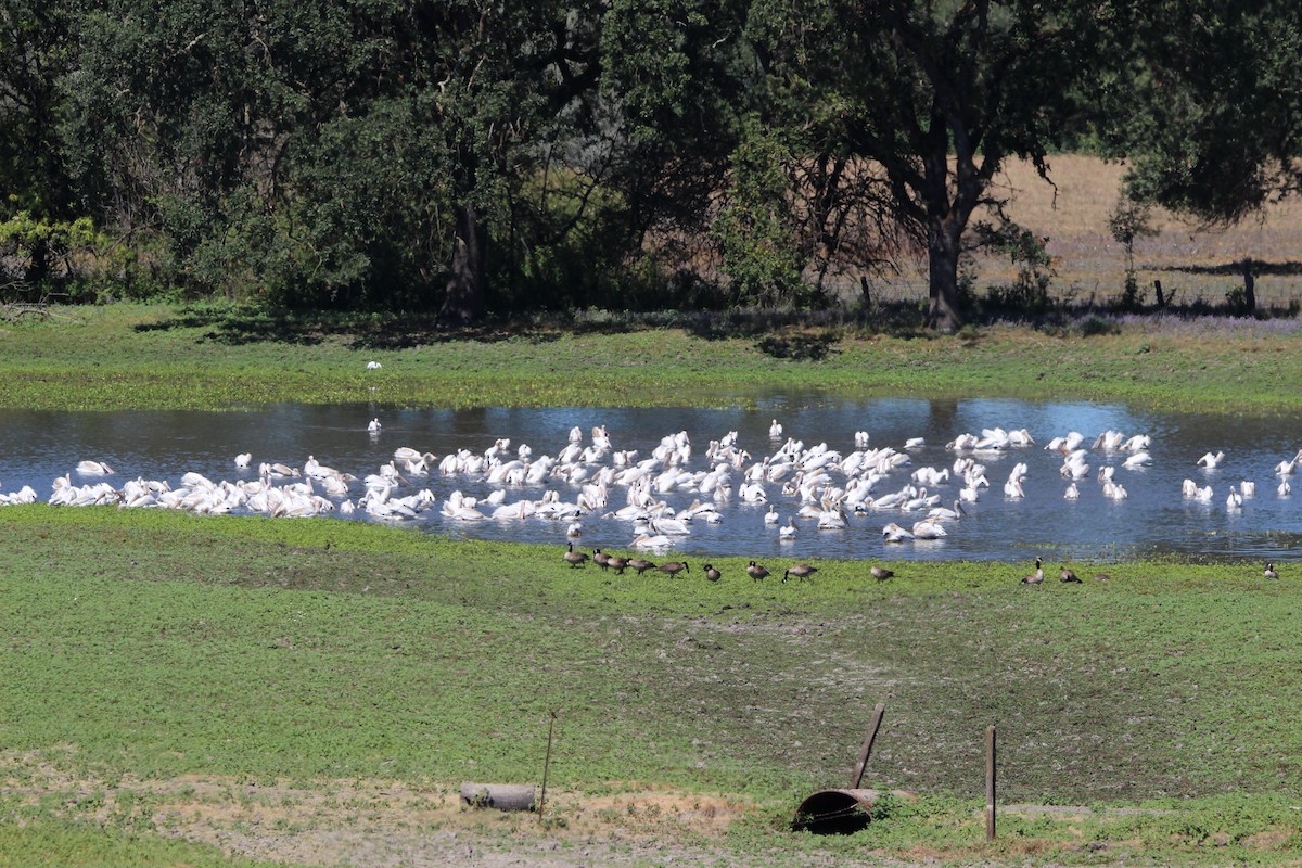 American White Pelican - ML622169196