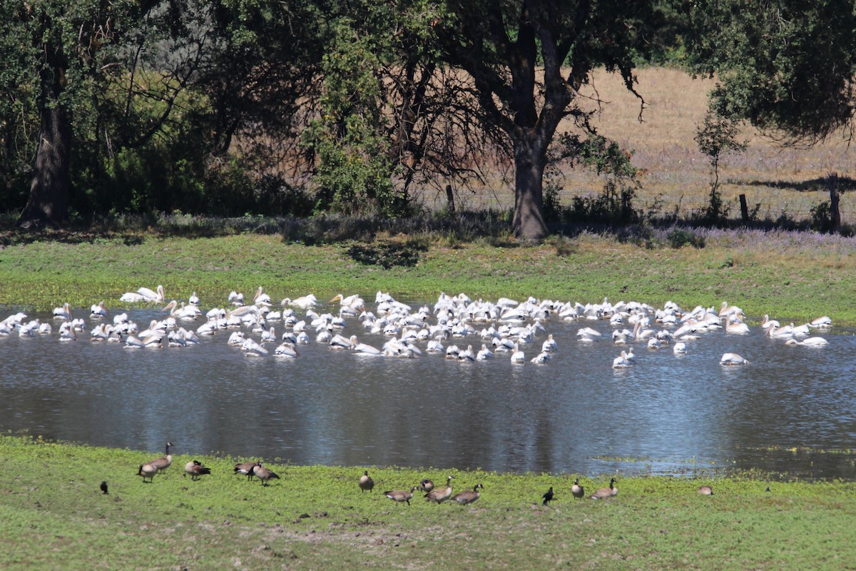 American White Pelican - ML622169246