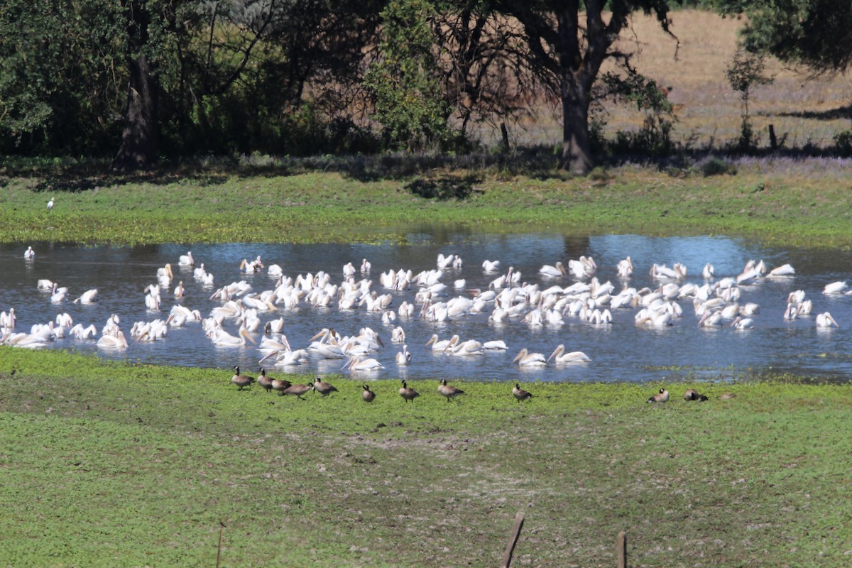 American White Pelican - ML622169284