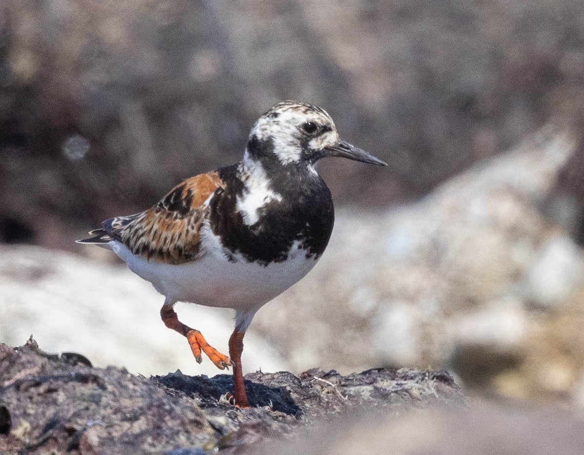 Ruddy Turnstone - ML622169285