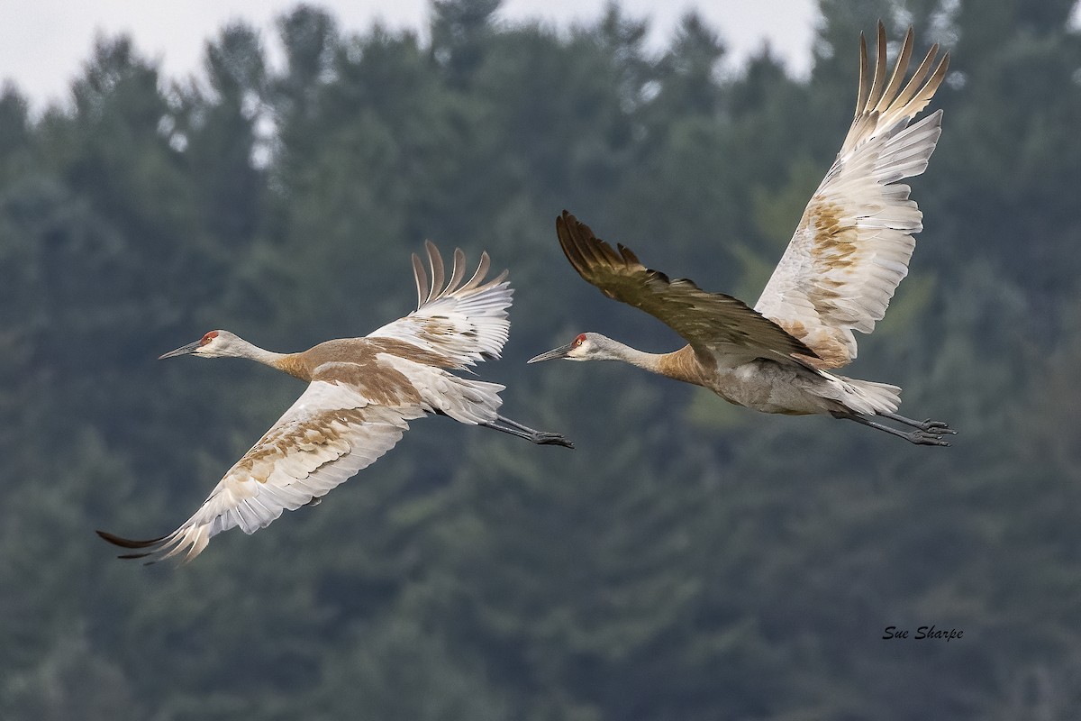 Sandhill Crane - ML622169315