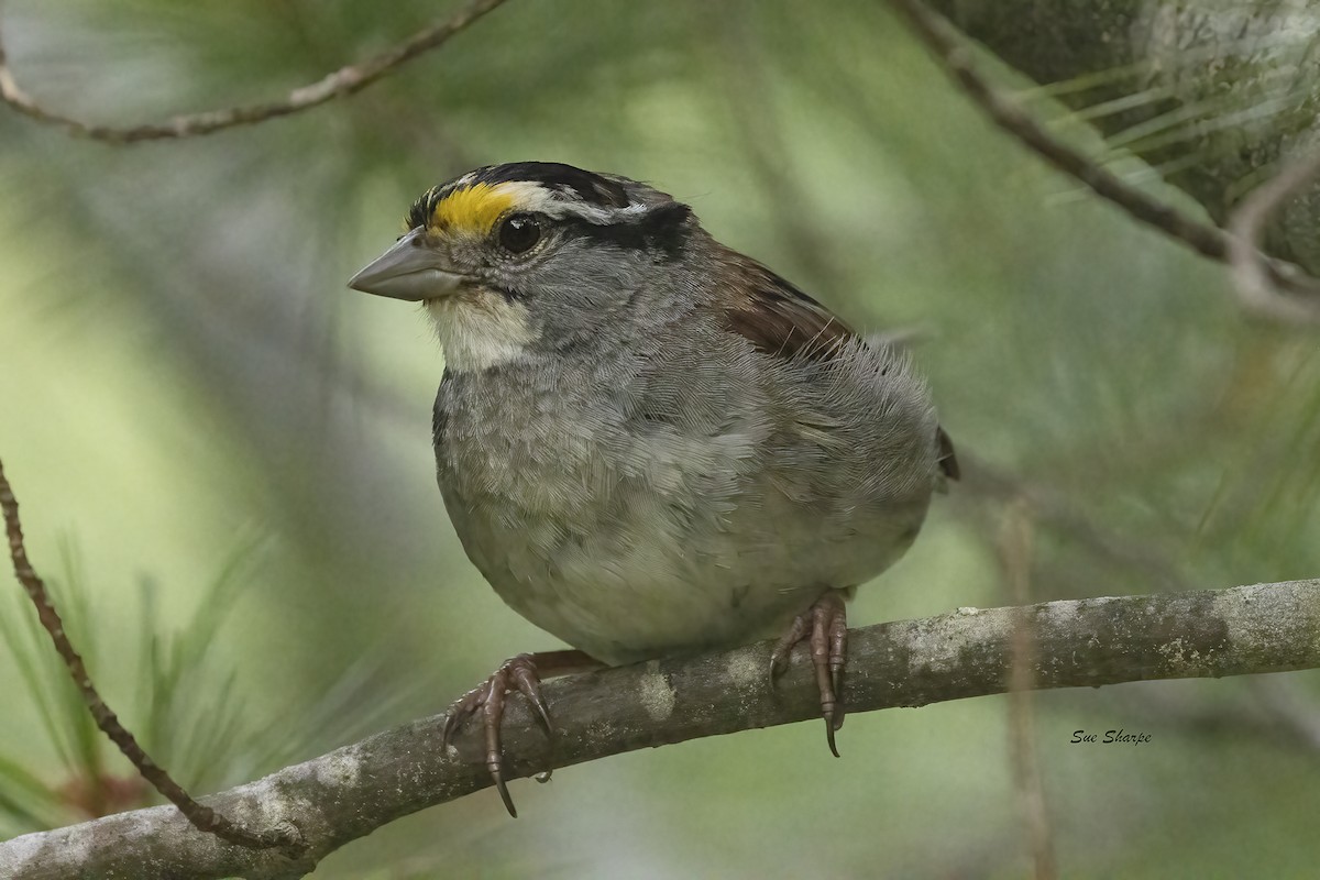 White-throated Sparrow - ML622169323