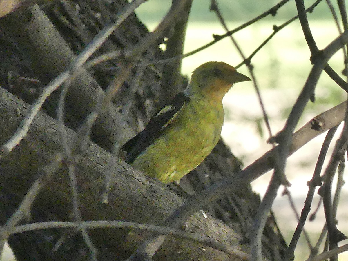 Western Tanager - ML622169352