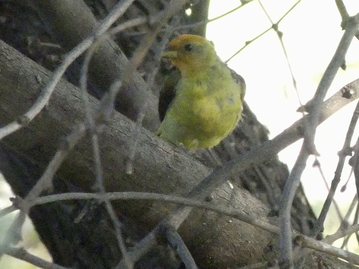 Western Tanager - ML622169353