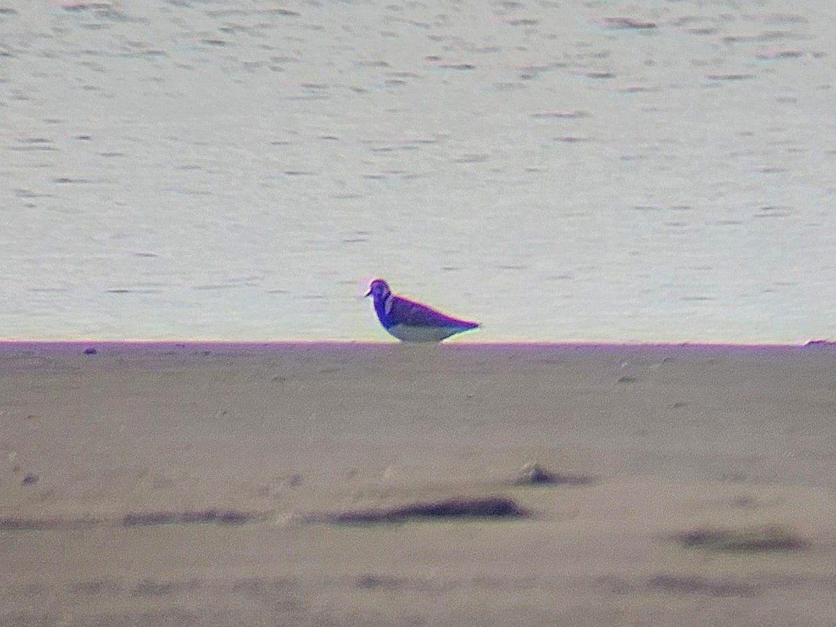 Ruddy Turnstone - ML622169377